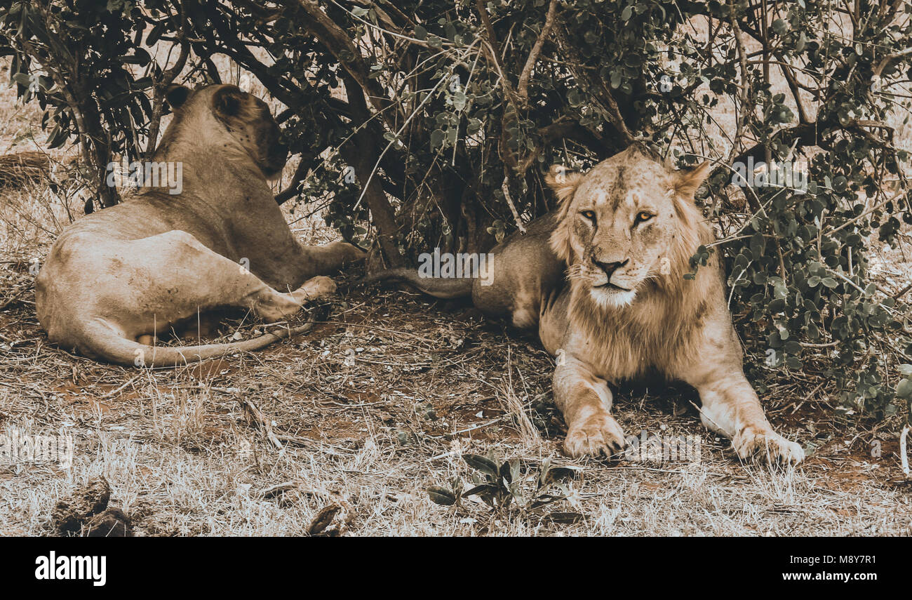 Par de leones descansando en la sombra de un árbol en la sabana después de caza por la noche, uno de ellos mira directamente a la lente, en el parque de Tsavo Foto de stock