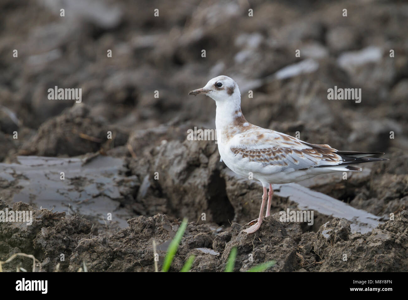Gaviota de cabeza negra - - Larus ridibundus Lachmöwe, Alemania, juvenil Foto de stock