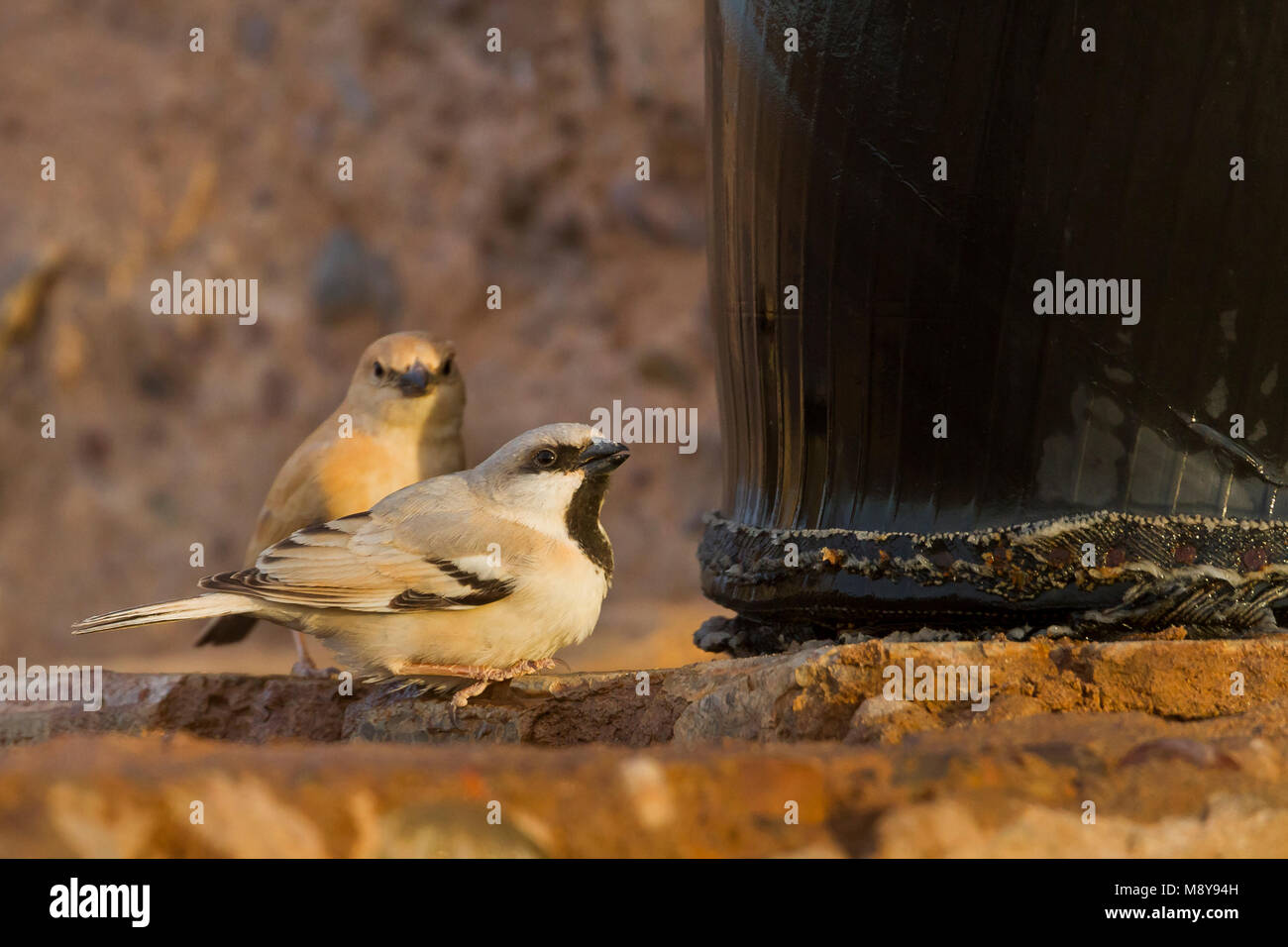 Desierto - Wüstensperling Sparrow - Passer simplex ssp. saharae, machos y hembras adultos, Marruecos Foto de stock
