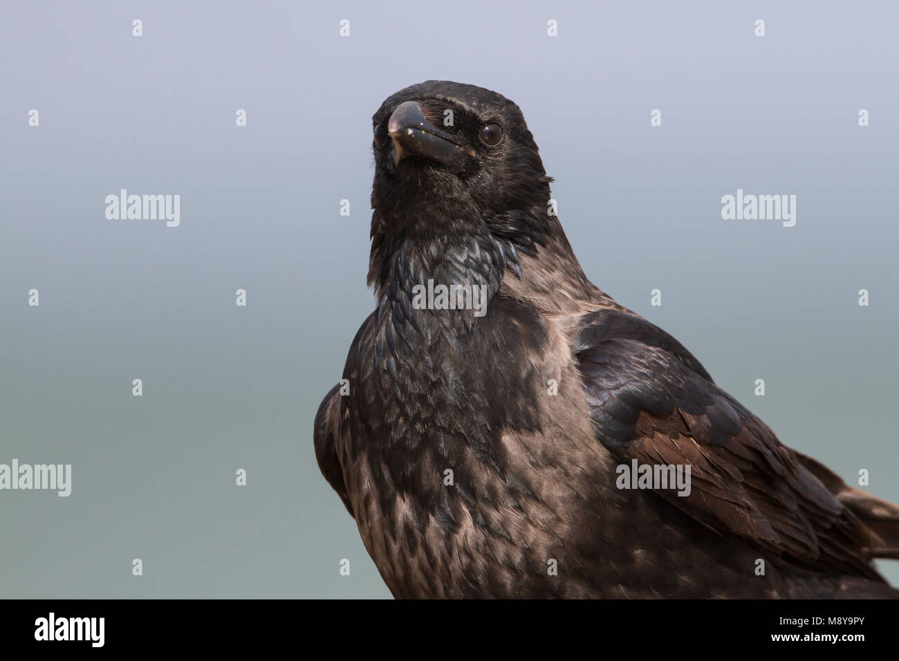 Hybride Bonte Kraai x Zwarte Kraai, Hybrid encapuchado Crow x Carrion Crow, Corvus corone cornix x Foto de stock