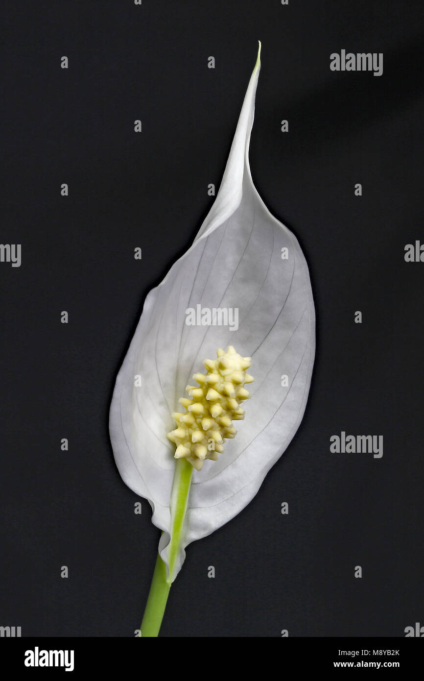 Las plantas de floración Spathiphyllum comúnmente conocida como Spath o lirios de paz. Evergreen plantas herbáceas perennes, las flores se producen en una spadix. Foto de stock