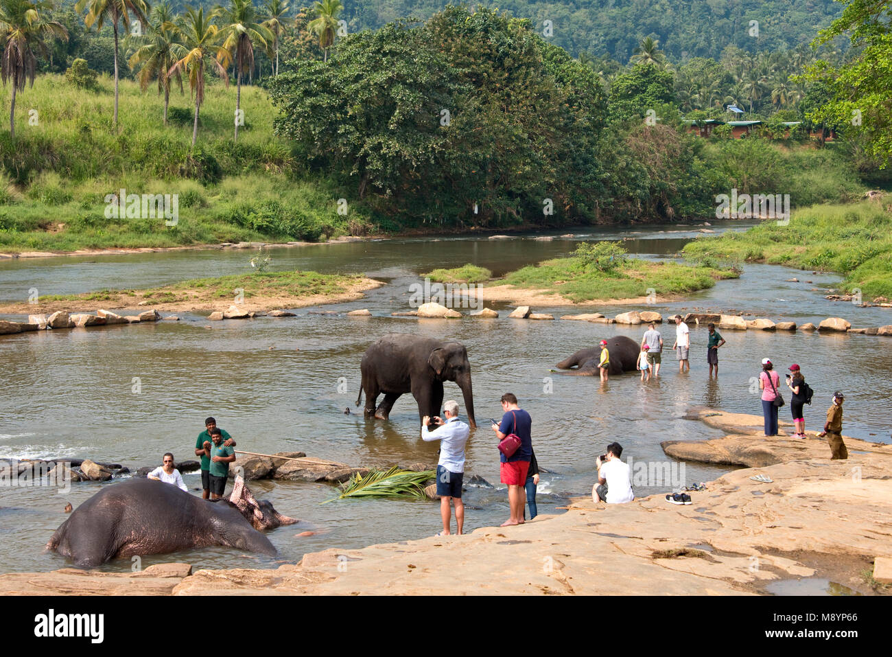 Los elefantes de Sri Lanka desde el Orfanato de Elefantes Pinnawala bañarse en el río con los turistas mirando y fotografiarlos. Foto de stock