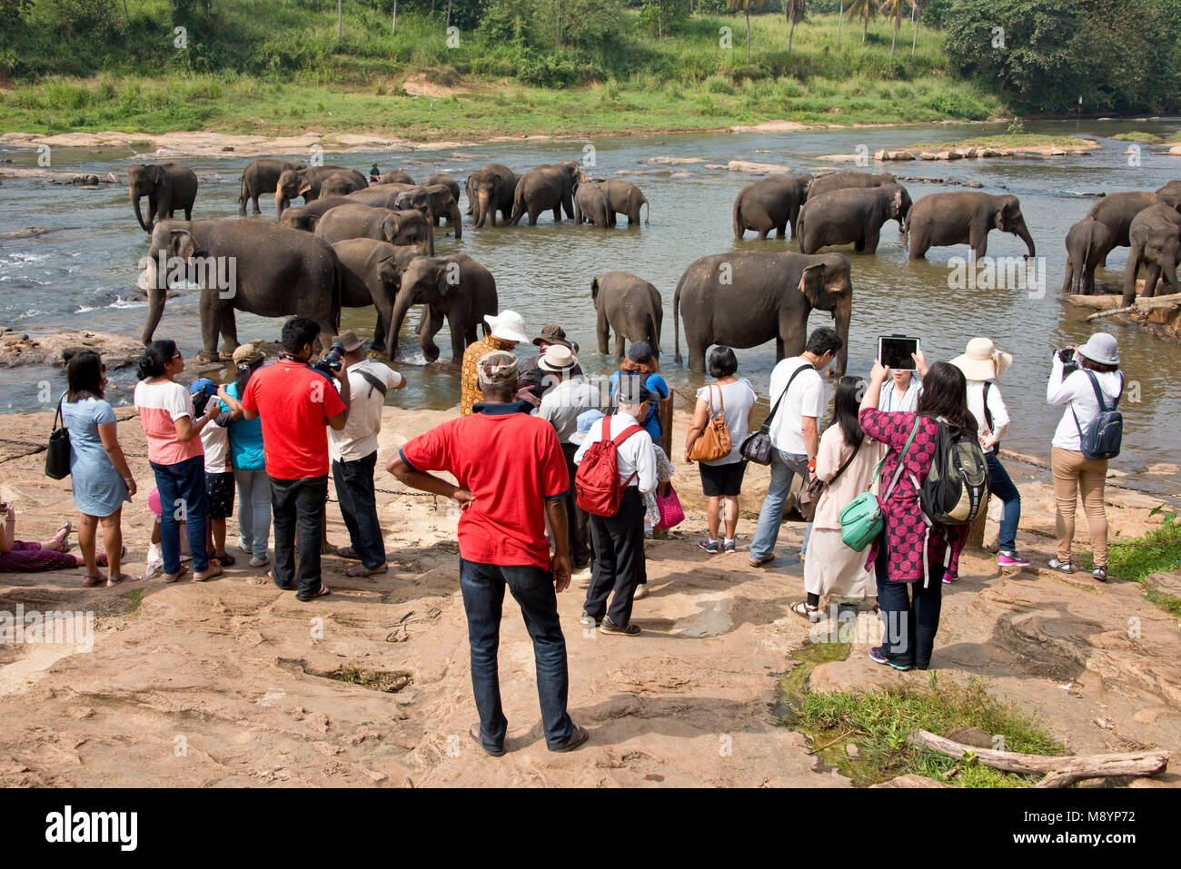 Los elefantes de Sri Lanka desde el Orfanato de Elefantes Pinnawala bañarse en el río con los turistas mirando y fotografiarlos. Foto de stock