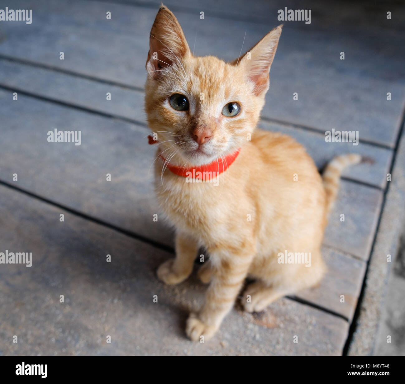 Los jóvenes gato rojo sobre fondo de madera mirando hacia arriba - naranja kitty - Foto de stock