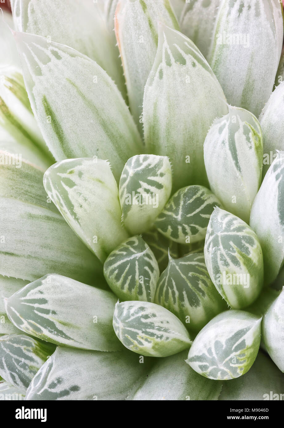 Haworthia cooperi variegata cv 'Silver remolinos', un pequeño de plantas suculentas de la familia Asphodelaceae Asphodel, desde Sudáfrica, y ampliamente cultivat Foto de stock