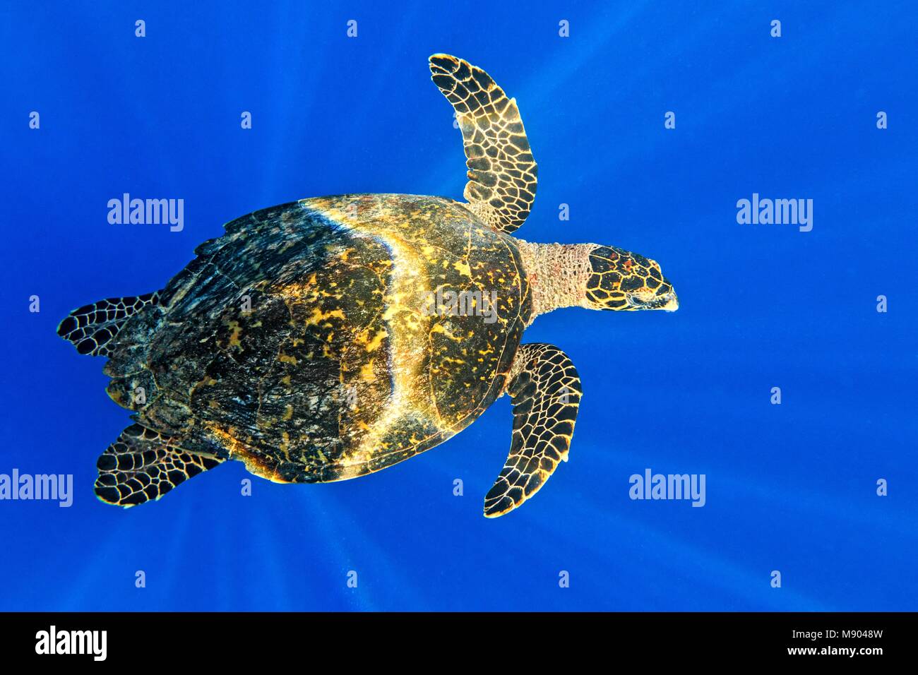 Tortugas marinas en el Océano Índico, Maldivas Foto de stock