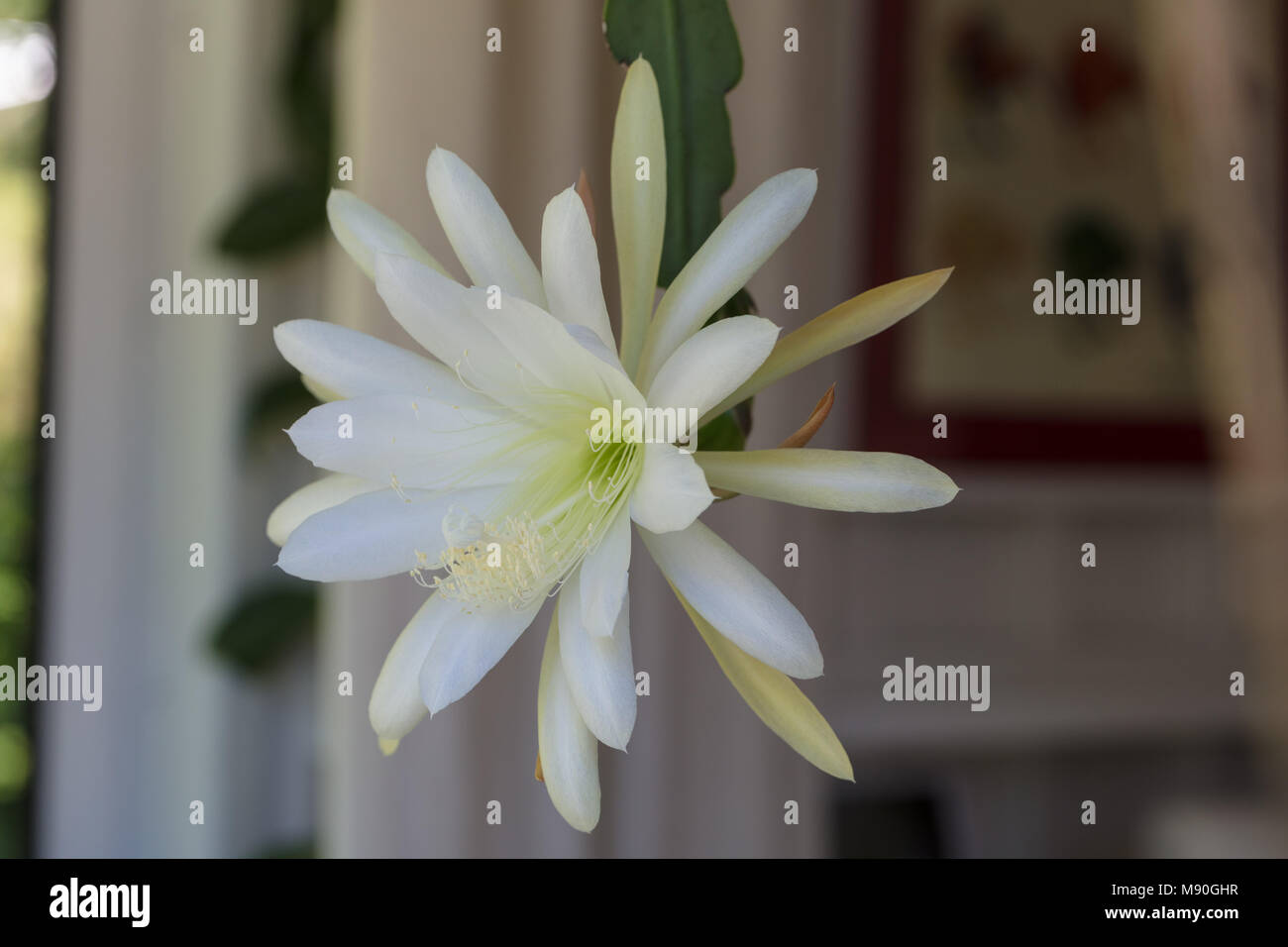 'Blanco esplendor' de orquídeas, cactus (Bladkaktus Epiphyllum) Foto de stock
