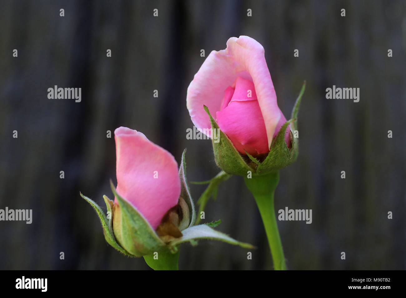 Rosas en ciernes. Eure, Francia. Foto de stock