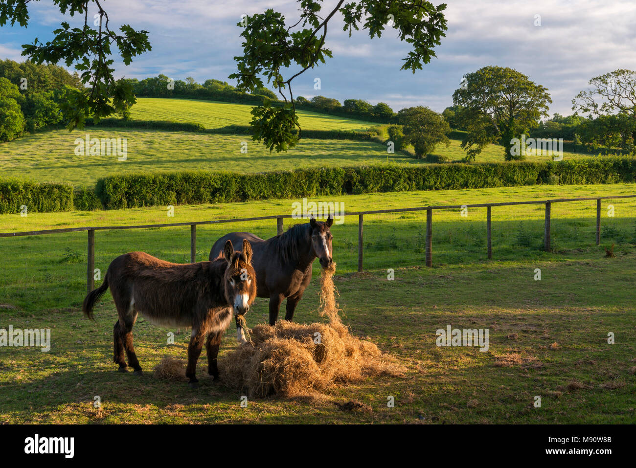 Burro y Pony comiendo heno en un campo de verano, Devon, Inglaterra. Verano (Junio) de 2017. Foto de stock