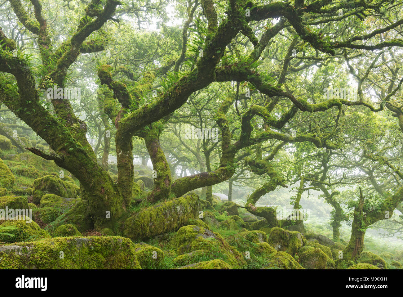 Torcido, árboles cubiertos de musgo en el misterioso Wistman madera del parque nacional de Dartmoor, en Devon, Inglaterra. Verano (julio de 2017). Foto de stock