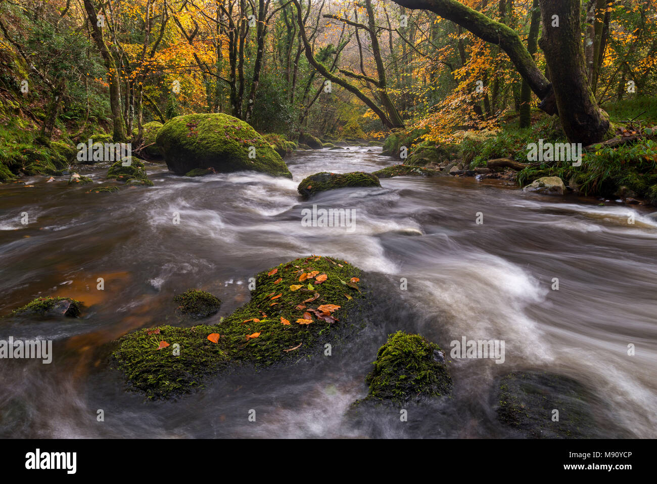 Río Teign corriendo a través de rocas entre los árboles, Fingle otoño colorido puente, Dartmoor, Devon, Inglaterra. Otoño (noviembre de 2017). Foto de stock