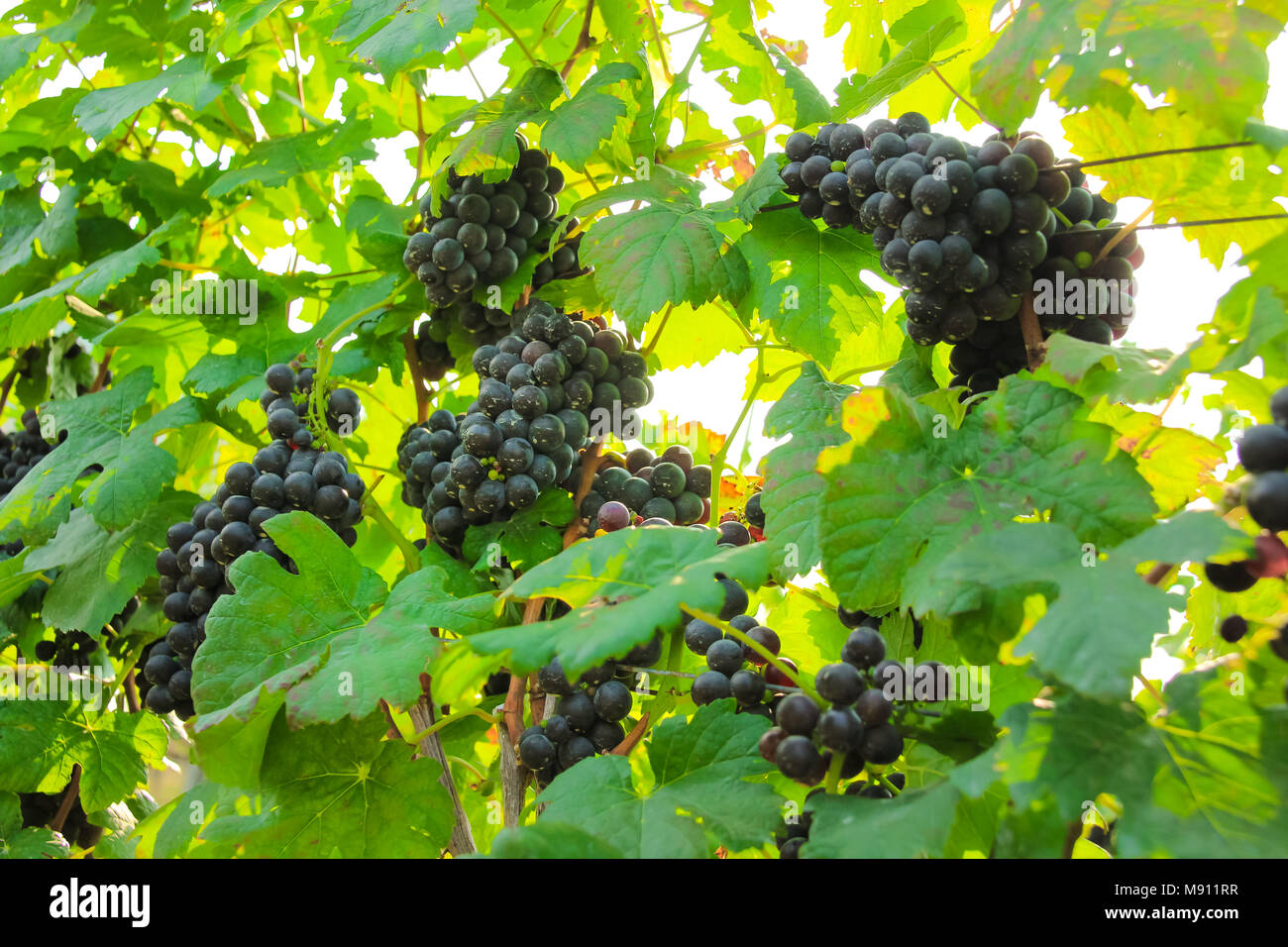 En la cosecha de uva fresca, Viñedo en Nakhon Ratchasima, Tailandia Foto de stock