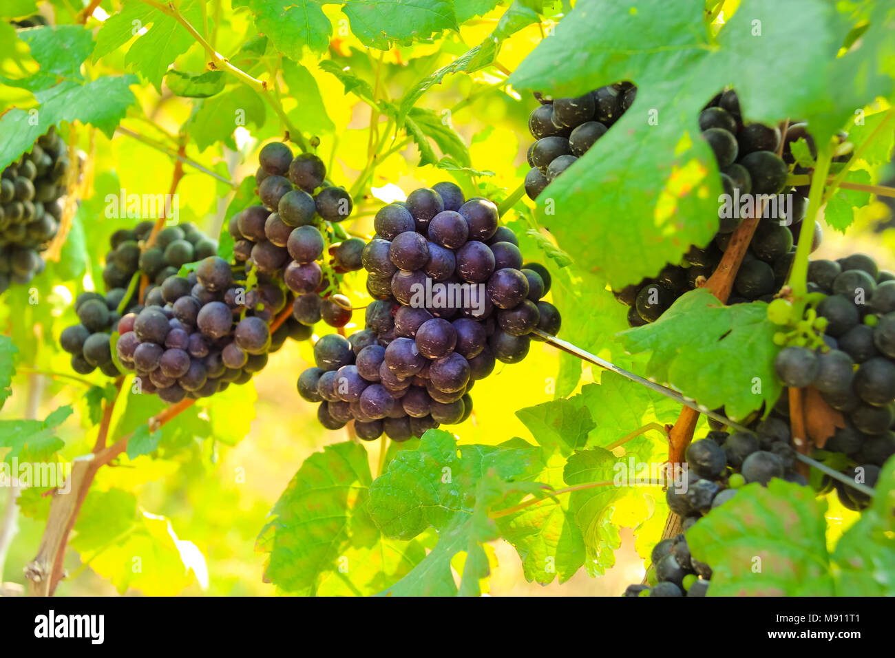 En la cosecha de uva fresca, Viñedo en Nakhon Ratchasima, Tailandia Foto de stock