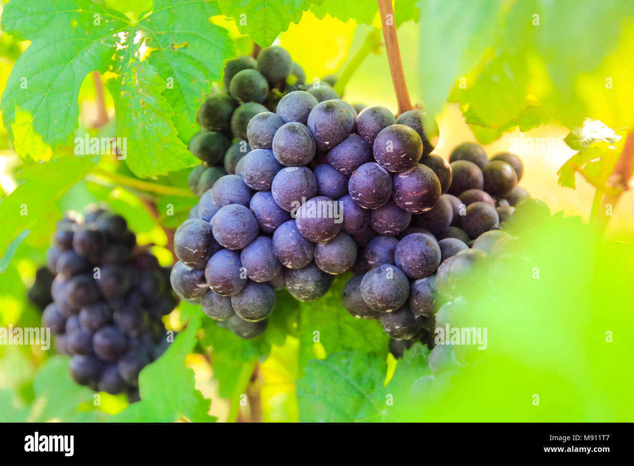 En la cosecha de uva fresca, Viñedo en Nakhon Ratchasima, Tailandia Foto de stock