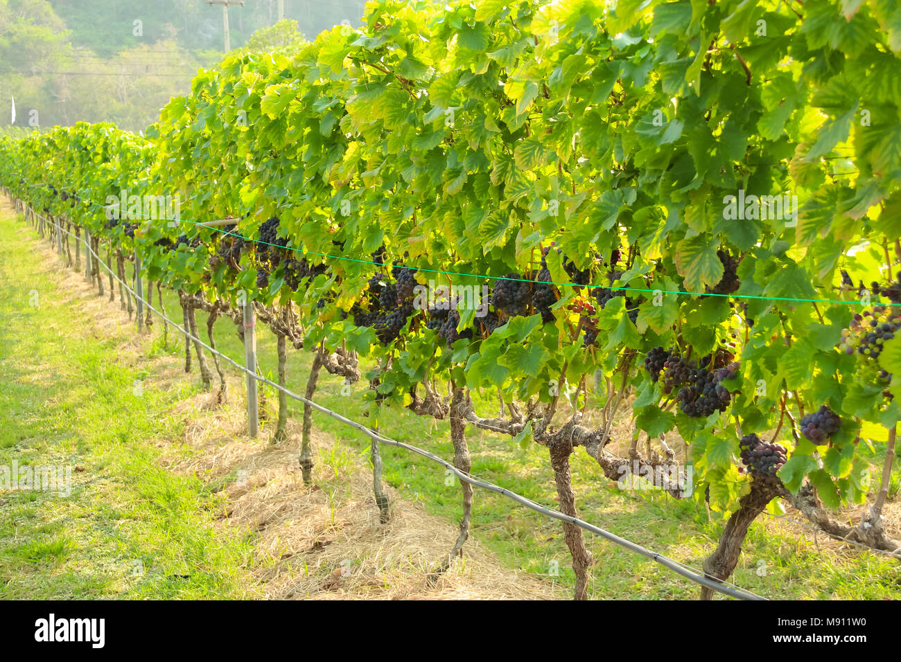 En la cosecha de uva fresca, Viñedo en Nakhon Ratchasima, Tailandia Foto de stock