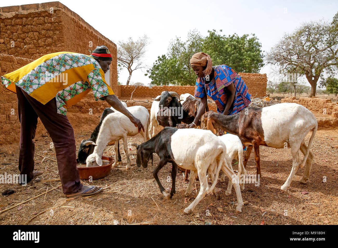 UBTEC ONG en una aldea cerca de Ouahigouya, Burkina Faso. Los ganaderos Animata Guiro & Tinto Zakaria han sido miembros de UBTEC durante más de 10 años. Foto de stock