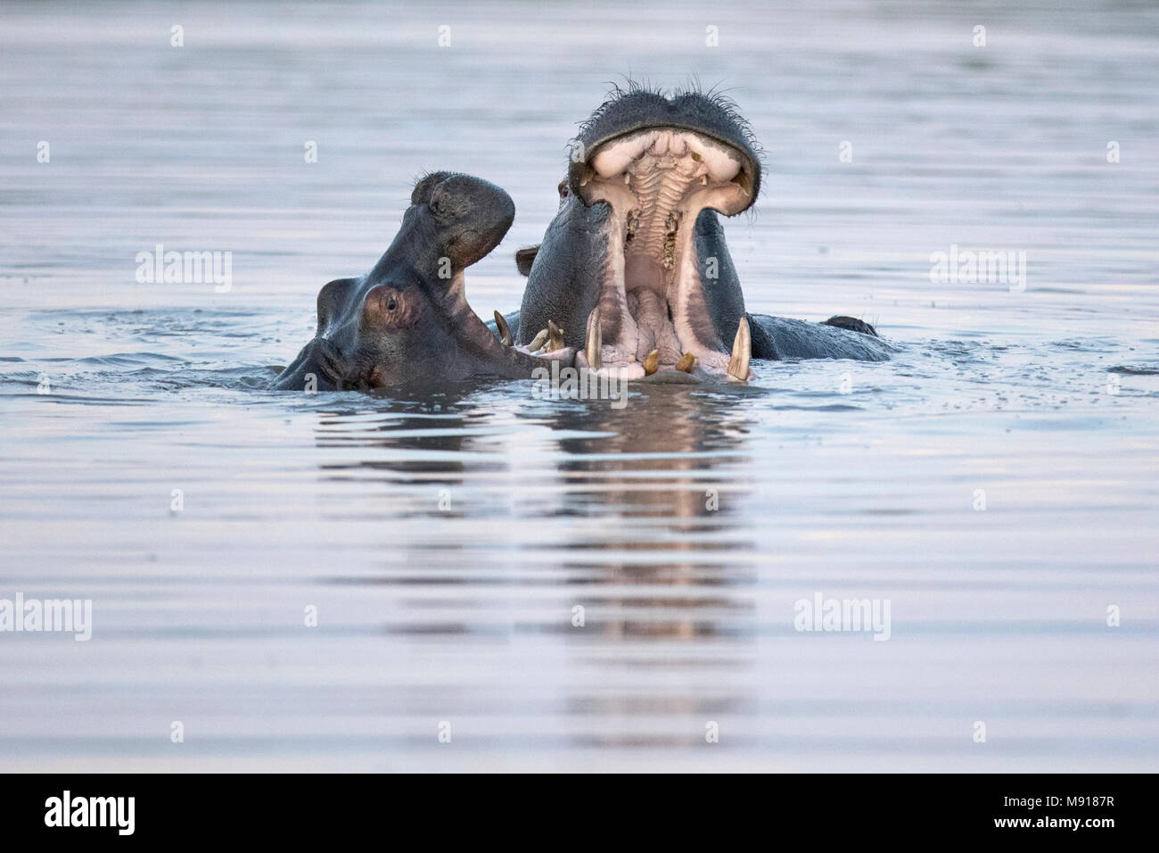 Hipopótamo al anochecer en la Moremi Game Reserv, Botswana. Foto de stock