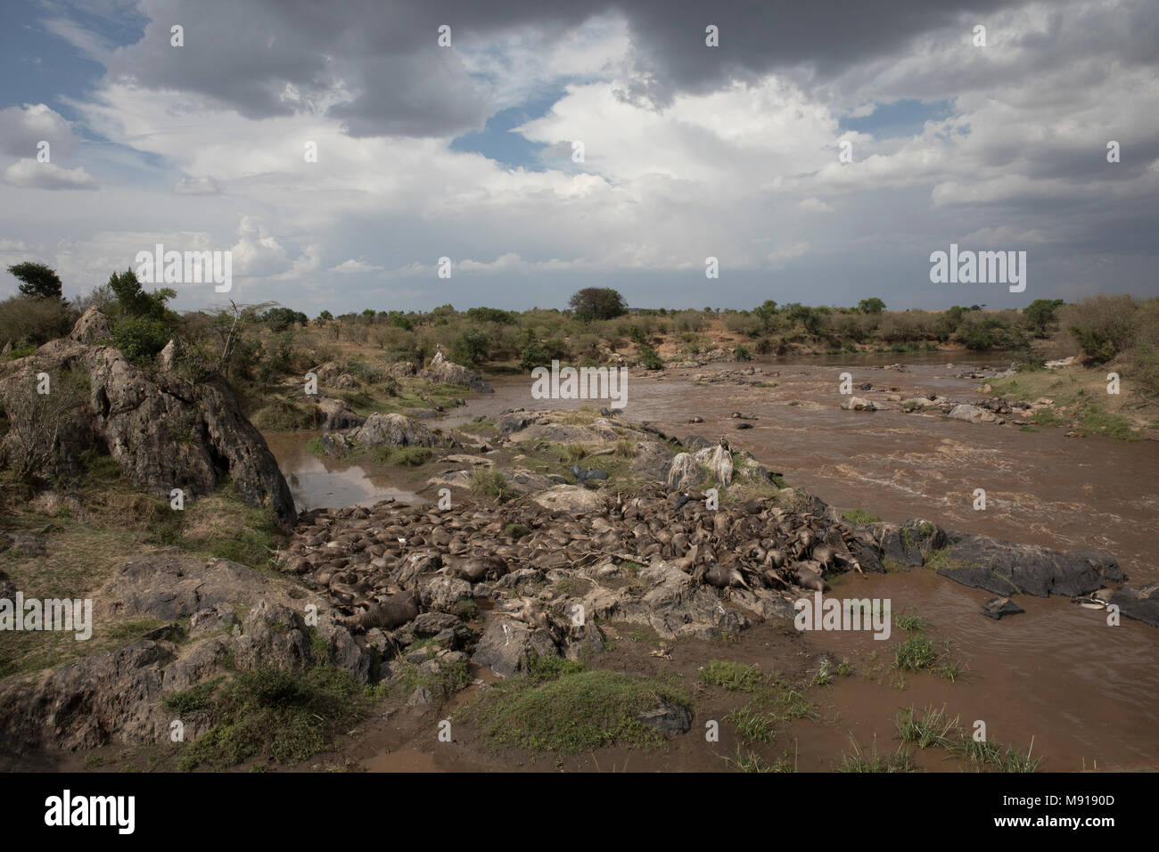 Río Mara. Los ñus muertos y los buitres. La reserva Masai Mara. Kenya. Foto de stock