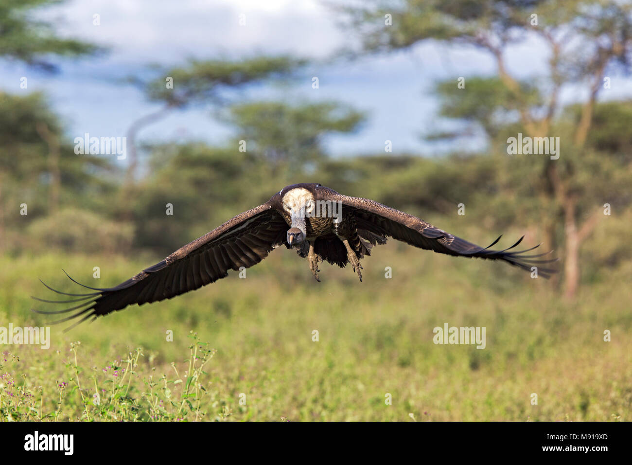 Op Tanzaniaanse Rüppells Gier landend savanne; Rueppell's Buitre (Gyps rueppelli rueppelli) que aterrizaba en matar en la sabana de Tanzania Foto de stock