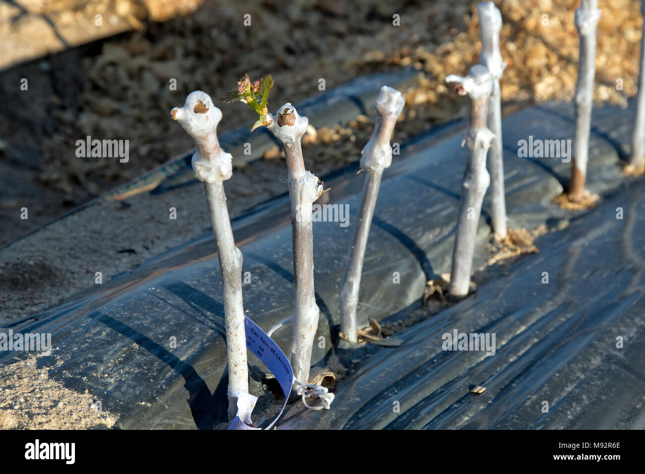 Injerto de vides de uva fotografías