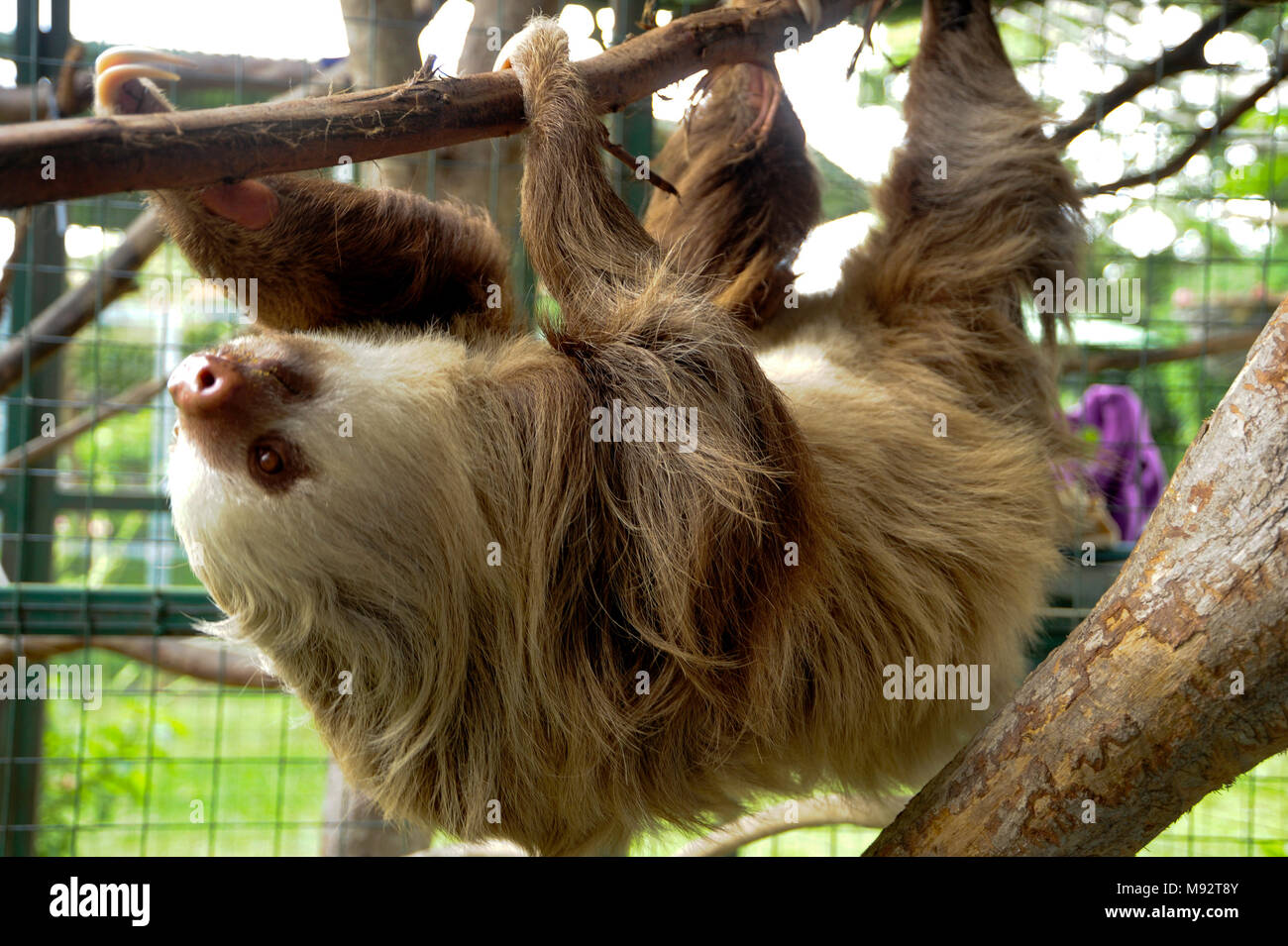 Un dos-vetado sloth juega en una pereza-friendly playground en el Tucán Rescue Ranch, un centro de rescate de fauna silvestre en San Isidro de Heredia, Costa Rica. Foto de stock