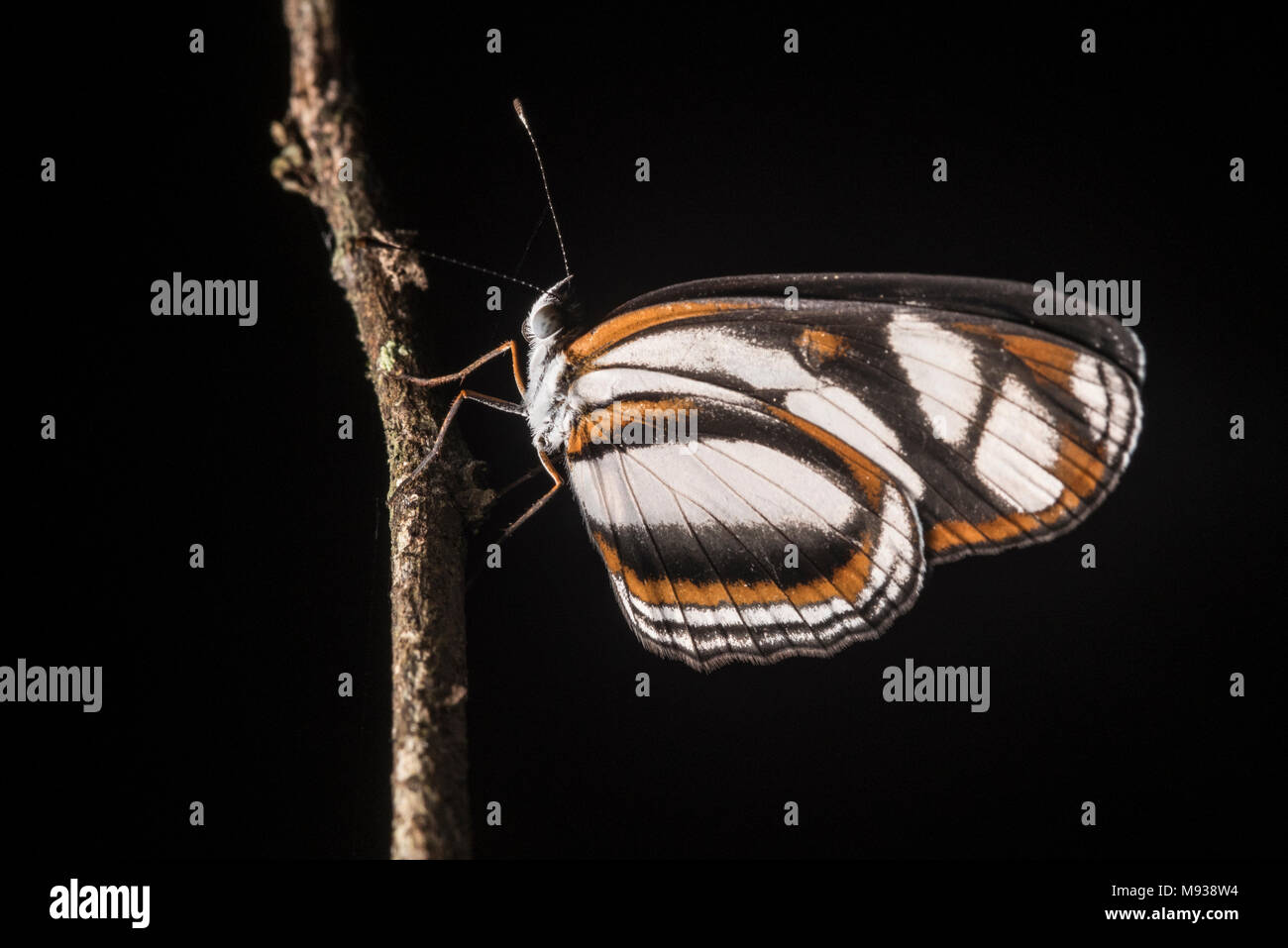 Una mariposa Heliconius desde Perú, esta especie ha sido utilizada en los influyentes mimetismo estudios para entender la ecología y evolución. Foto de stock