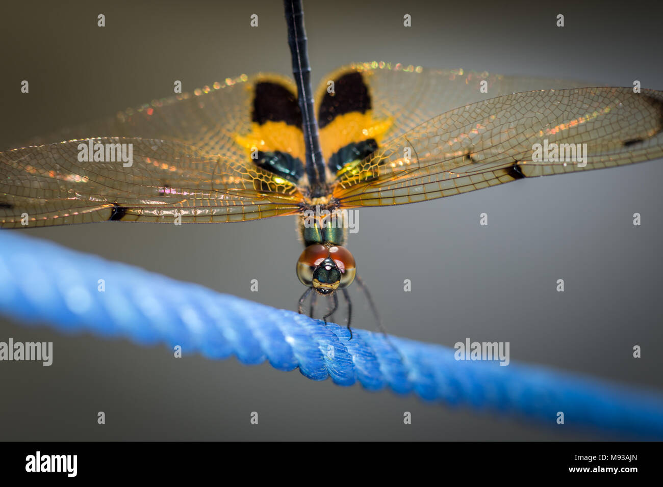 Phyllis Rhyothemis Dragonfly más comúnmente conocido como el flutterer rayas amarillas. Detalle de cerca la fotografía macro de libélulas obelisco postura Foto de stock