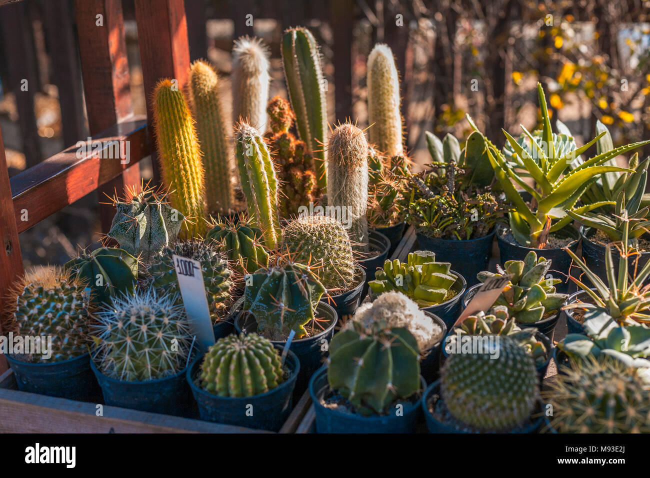 Selección de formas interesantes de numerosas especies de plantas de cactus en macetas muestra en jardín botánico y zoológico para visitar a los turistas a ver Foto de stock