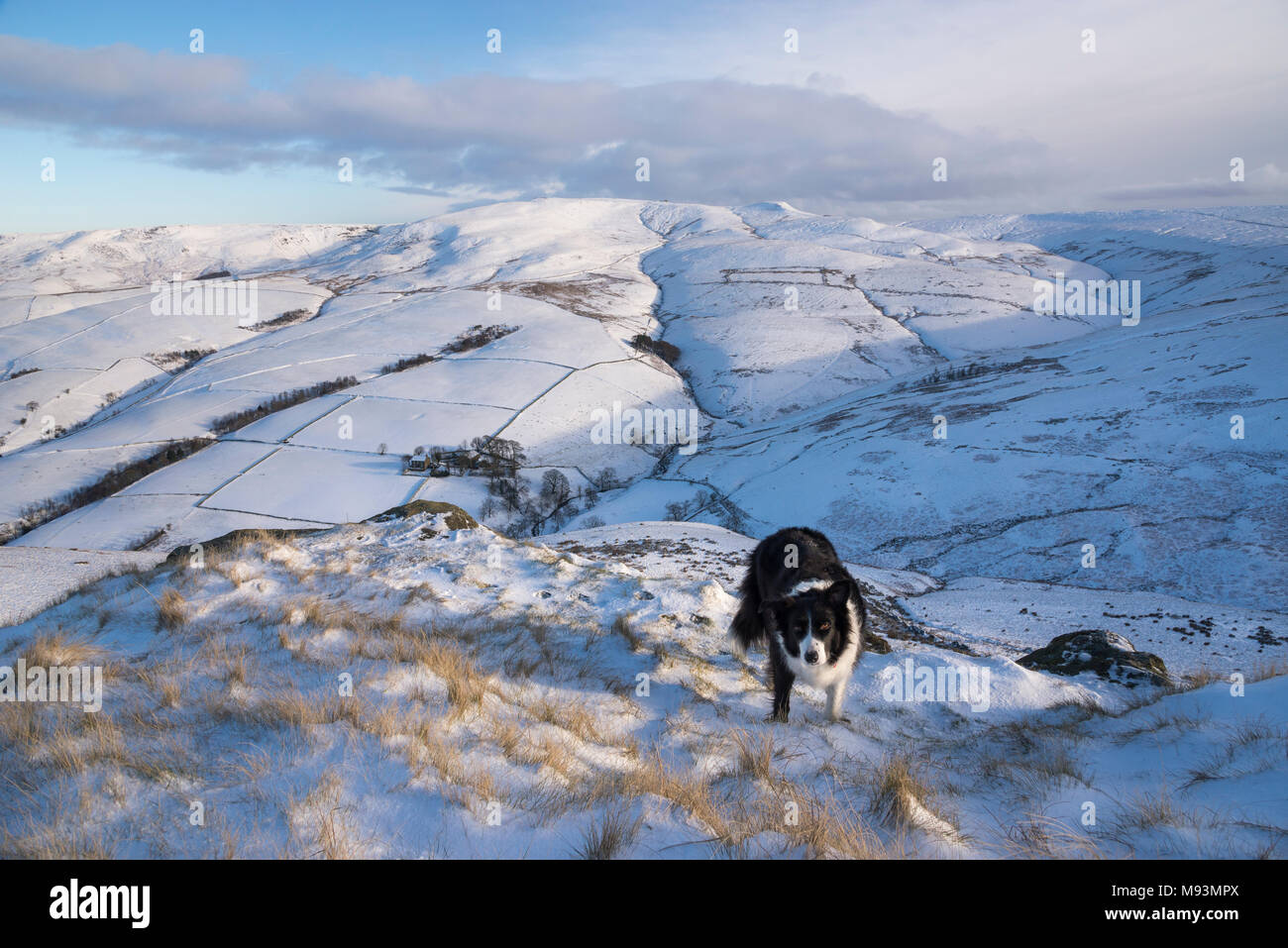 Border Collie en un hermoso paisaje nevado en el Peak District National Park. Ver a Kinder Scout desde cerca el Hayfield, Derbyshire, Inglaterra. Foto de stock