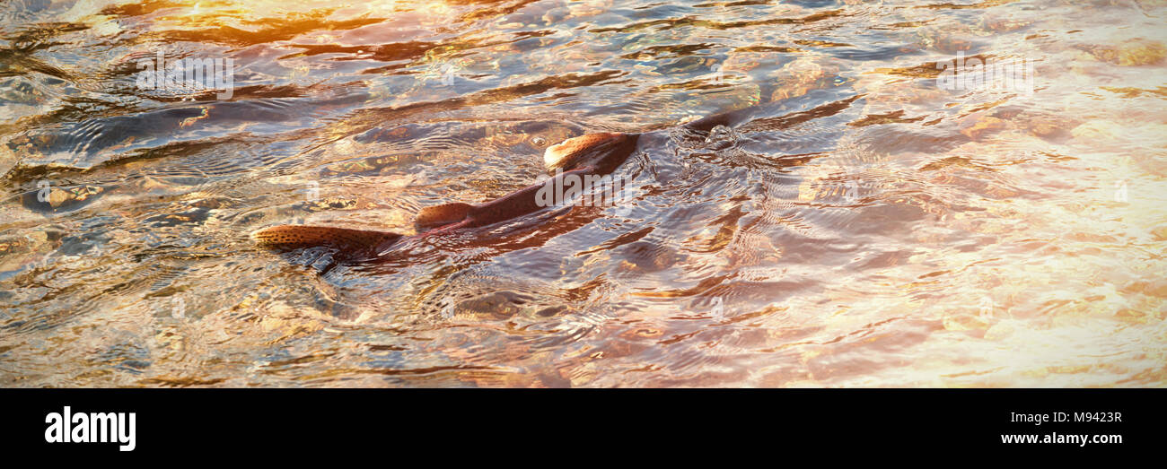 Río con piedras de canto rodado en un día soleado Foto de stock