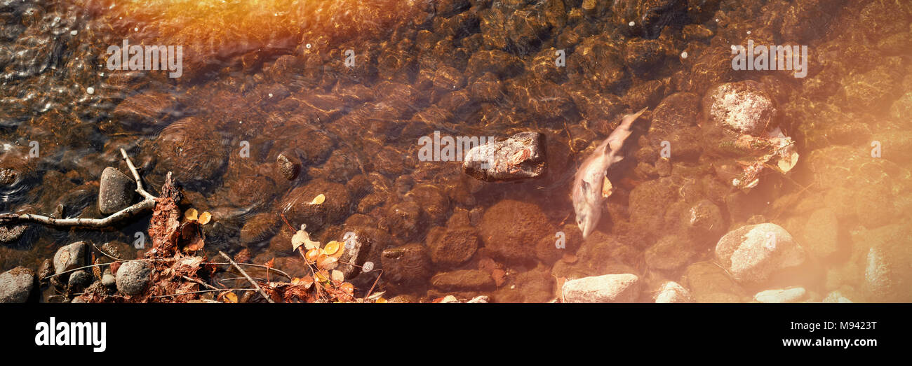 Río con piedras de canto rodado en un día soleado Foto de stock