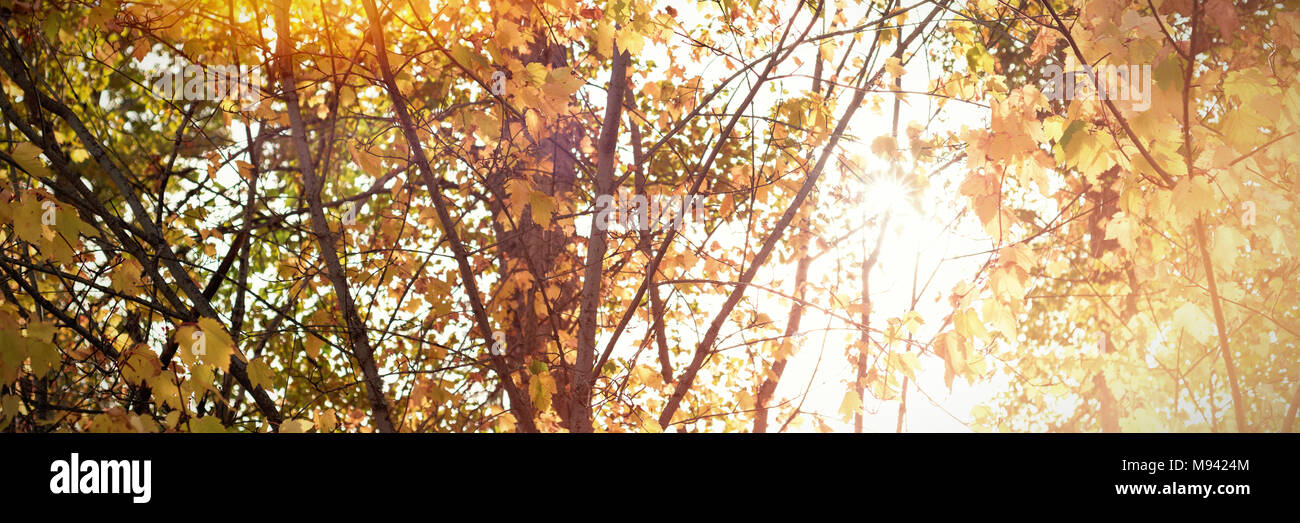 Rama de hojas de arce en otoño Foto de stock