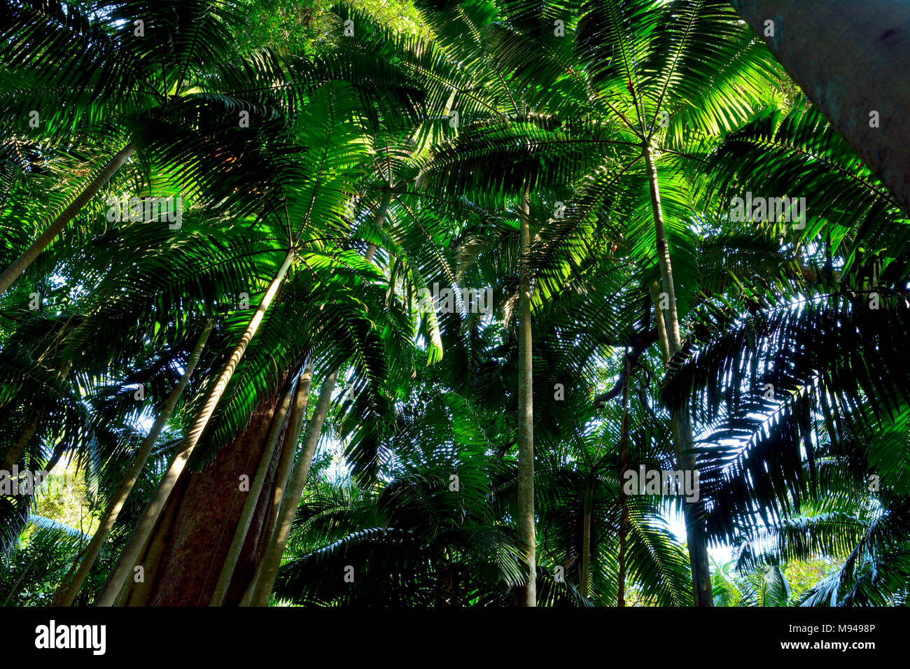 Bosque tropical en el Parque Nacional de Lamington, Queensland, Australia. Foto de stock