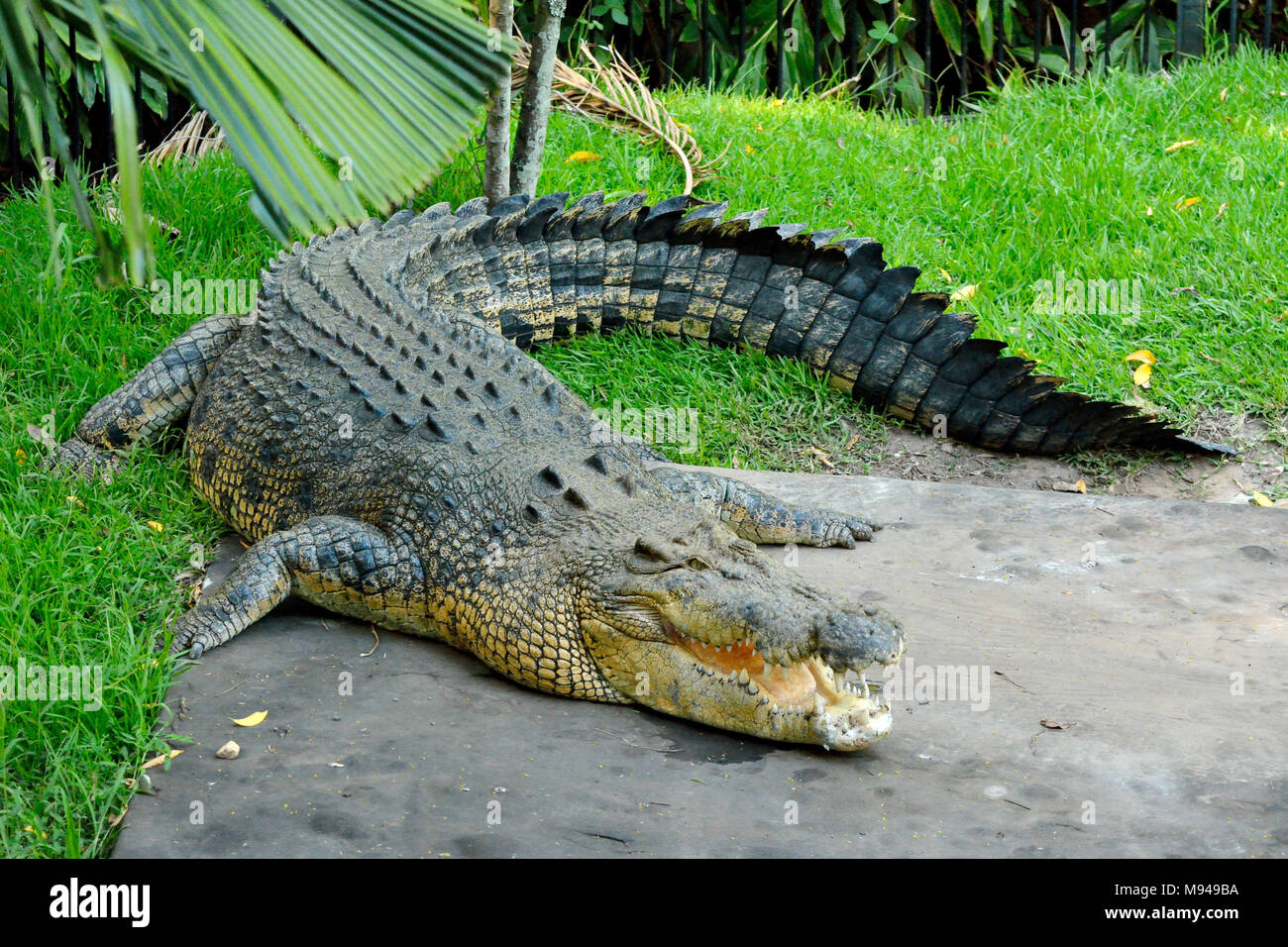 El cocodrilo de agua salada (Crocodylus porosus) en Australia. Foto de stock