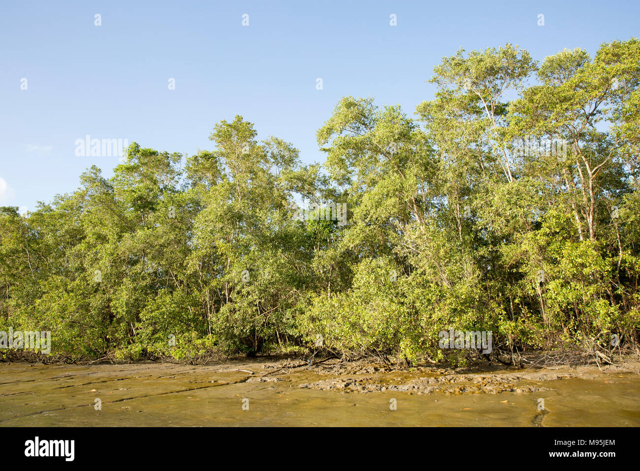 Forro de los manglares de las orillas del río Surinam, cerca de la capital de Surinam, Paramaribo. Suriname tiene extensos manglares. Foto de stock