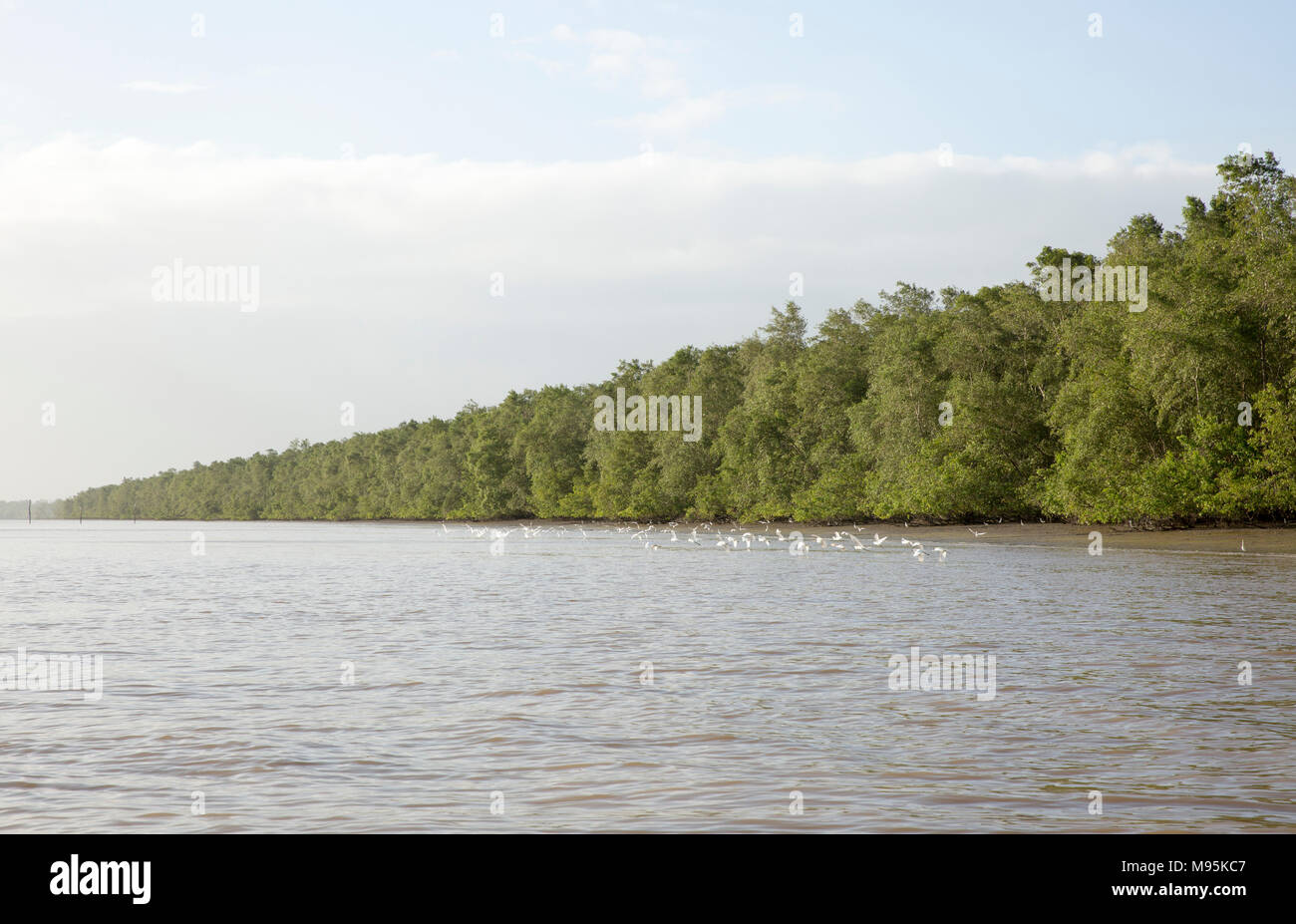 Forro de los manglares de las orillas del río Surinam, cerca de la capital de Surinam, Paramaribo. Suriname tiene extensos manglares. Foto de stock