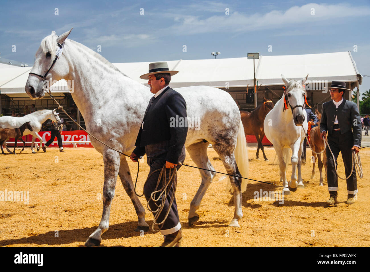 Córdoba, Andalucía, España : jinetes y thoroughbreeds andaluz en la Feria del Caballo de Córdoba. Foto de stock