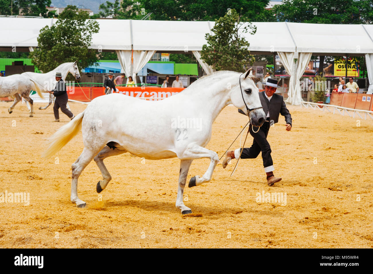 Córdoba, Andalucía, España : jinetes y thoroughbreeds andaluz en la Feria del Caballo de Córdoba. Foto de stock