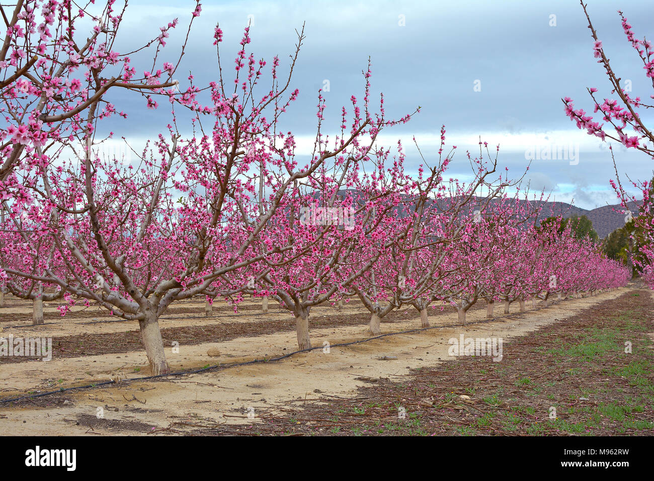 Paisaje de una plantación de árboles de durazno en flor Fotografía de stock  - Alamy