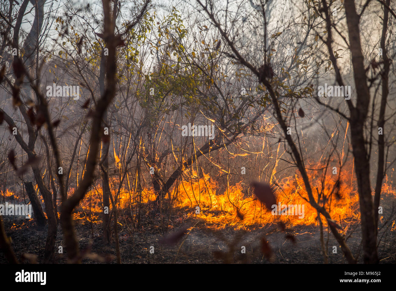 Las lágrimas de incendios a través de la región central del río Gambia, durante altas temperaturas en marzo de 2018. Foto de stock