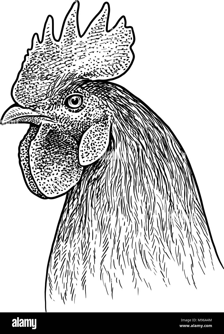 Cabeza de gallo retrato ilustración, dibujo, grabado, tinta, el arte  lineal, vector Imagen Vector de stock - Alamy
