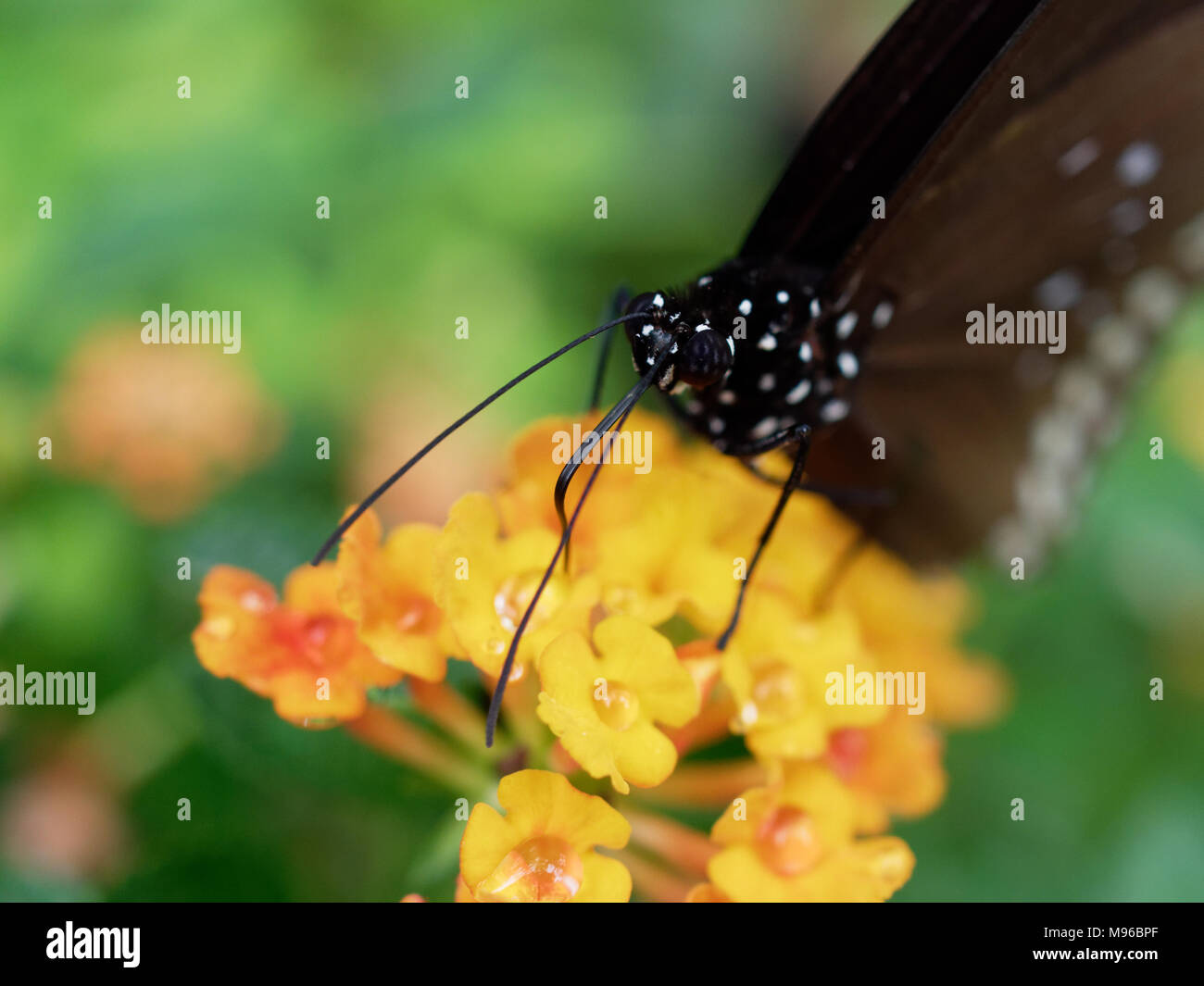 Mariposa Negra con mancha blanca en estrecha hasta chupar néctar o jugo de flor de color amarillo sobre fondo verde de la hoja en un jardín. Foto de stock