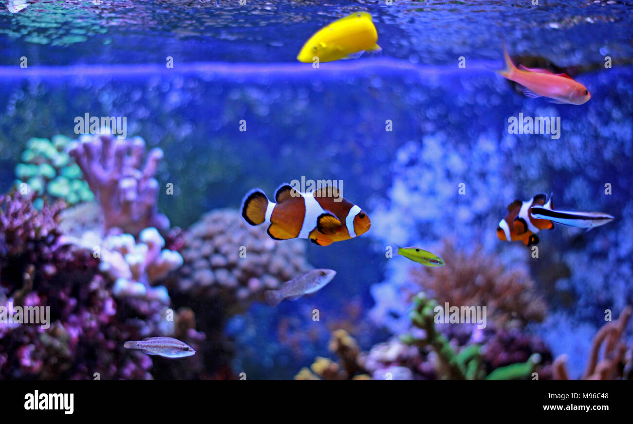 El pez payaso los peces de agua salada más populares en acuarios Fotografía  de stock - Alamy