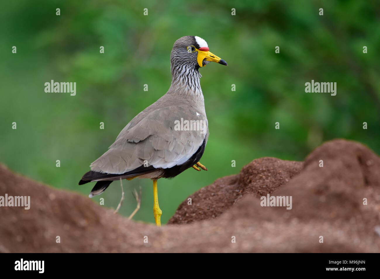 Sudáfrica es un destino turístico muy popular por su mezcla de verdaderas experiencias europeas y africanas. Kruger Park wattled lapwing cerca. Foto de stock