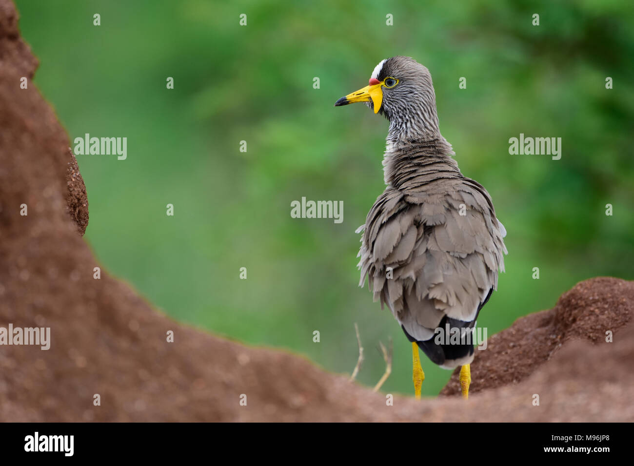 Sudáfrica es un destino turístico muy popular por su mezcla de verdaderas experiencias europeas y africanas. Kruger Park wattled lapwing cerca. Foto de stock