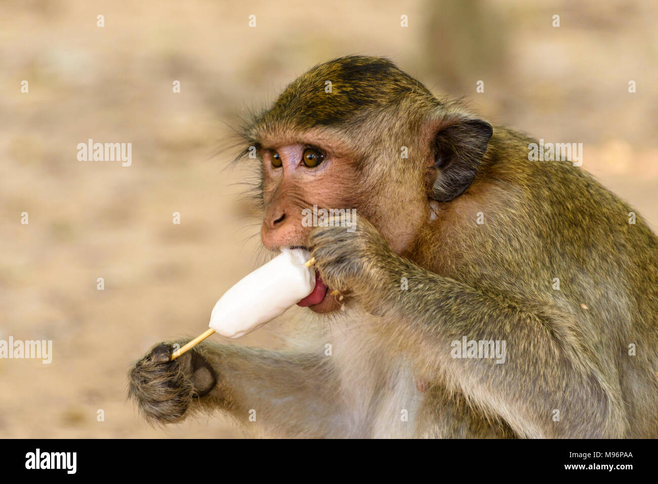 monos comiendo helado