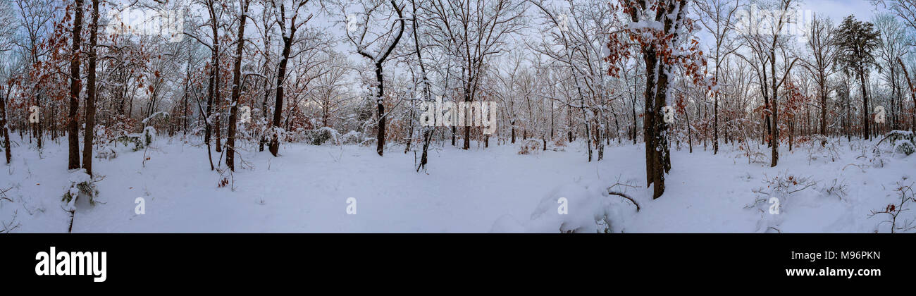 Majestuosos abetos blancos iluminado por la luz solar. Hermosa y pintoresca escena invernal. Lugar de ubicación del parque nacional de los Cárpatos, Ucrania, Europa. Esquí Alpes Foto de stock
