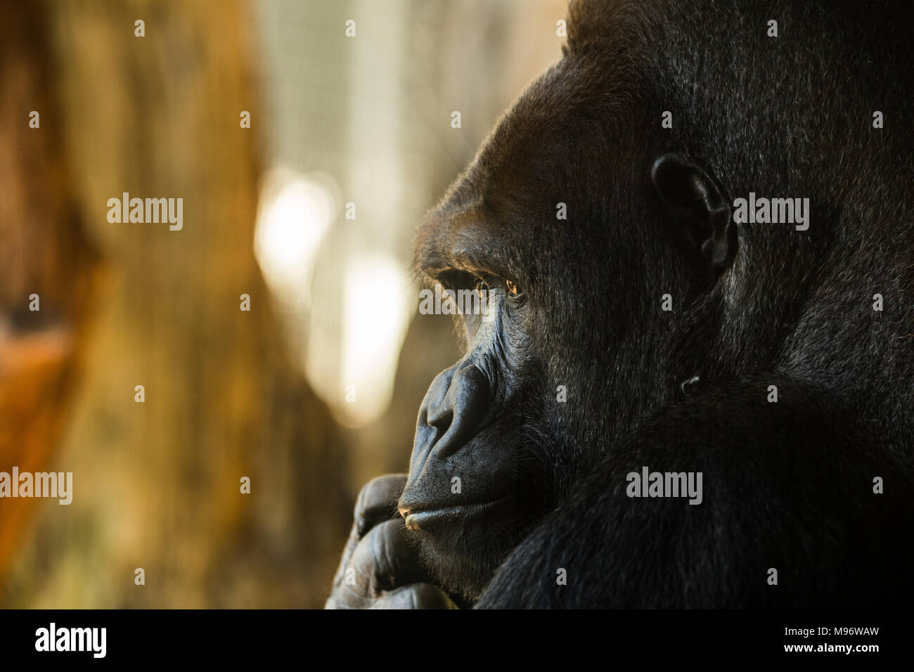 Cerca de un gorila que mira hacia fuera, en la reflexión profunda. Foto de stock