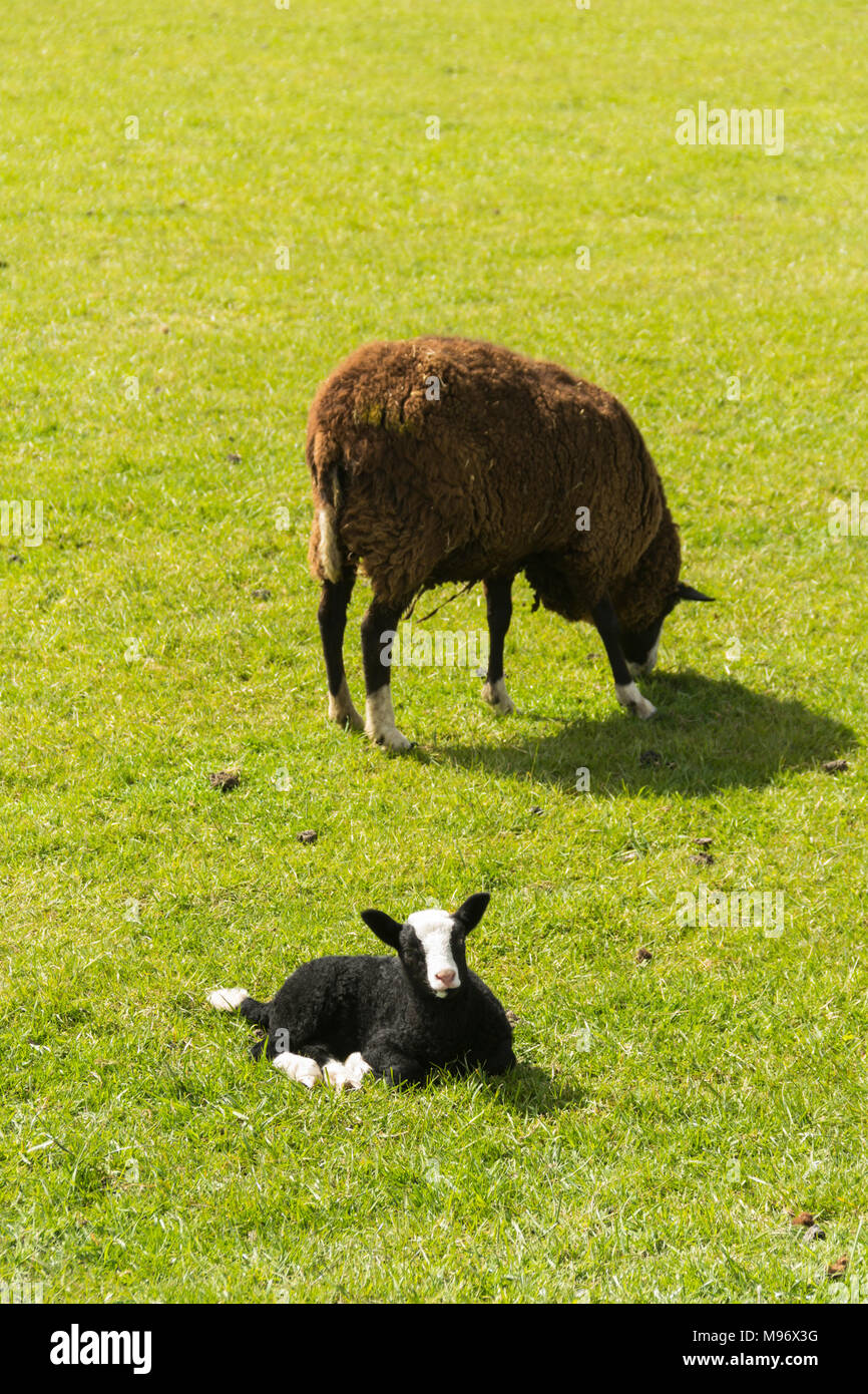 Zwartble de cordero y oveja en un campo en el noroeste de Inglaterra. Zwartbles se originó como una oveja de raza en la región de Frisia, en los Países Bajos. De ser l Foto de stock