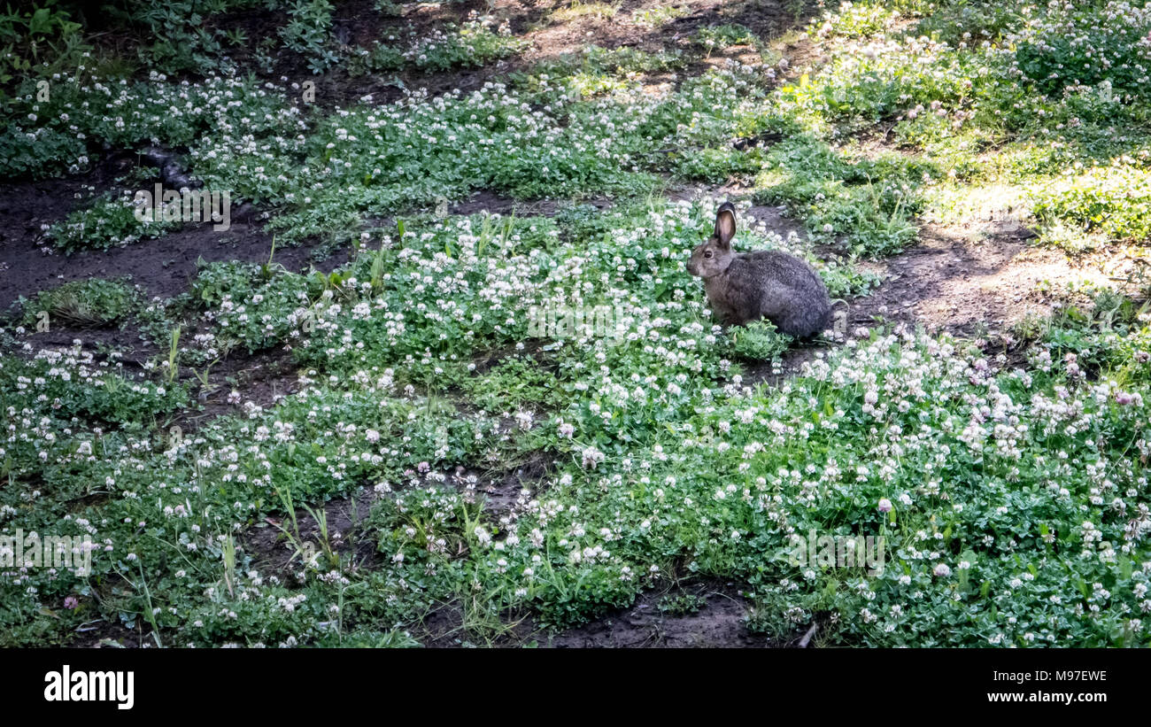 Snowshoe hare en primavera, comiendo en una pradera de trébol (Columbia Británica, Canadá) Foto de stock
